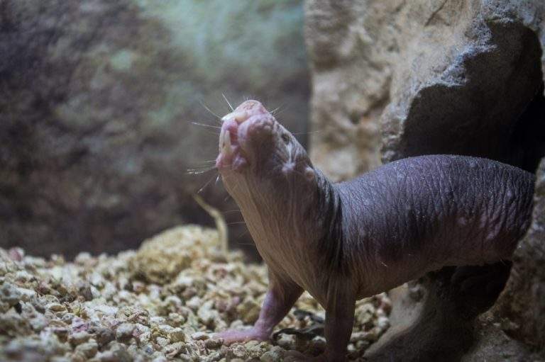 The Naked Mole Rat Defies The Laws Of Aging
