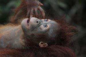 Campaigners call out use of palm oil in biofuel in bid to save the rainforest