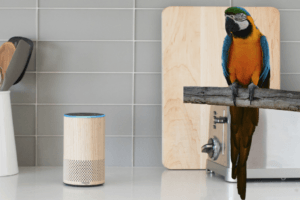 Rocco the parrot was caught ordering snacks on Alexa – but could you be liable for accidental Amazon orders?