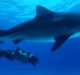 Immotion’s virtual reality footage from sharks’ perspective delivers ‘world-first’ for edtech company