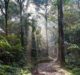 How Rainforest Connection is saving the rainforest through old phones, solar panels and AI