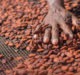 Keeping the world sweet on cocoa without a bitter aftertaste on society or environment