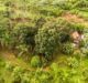 Amazon, The Nature Conservancy launch agroforestry and restoration programme